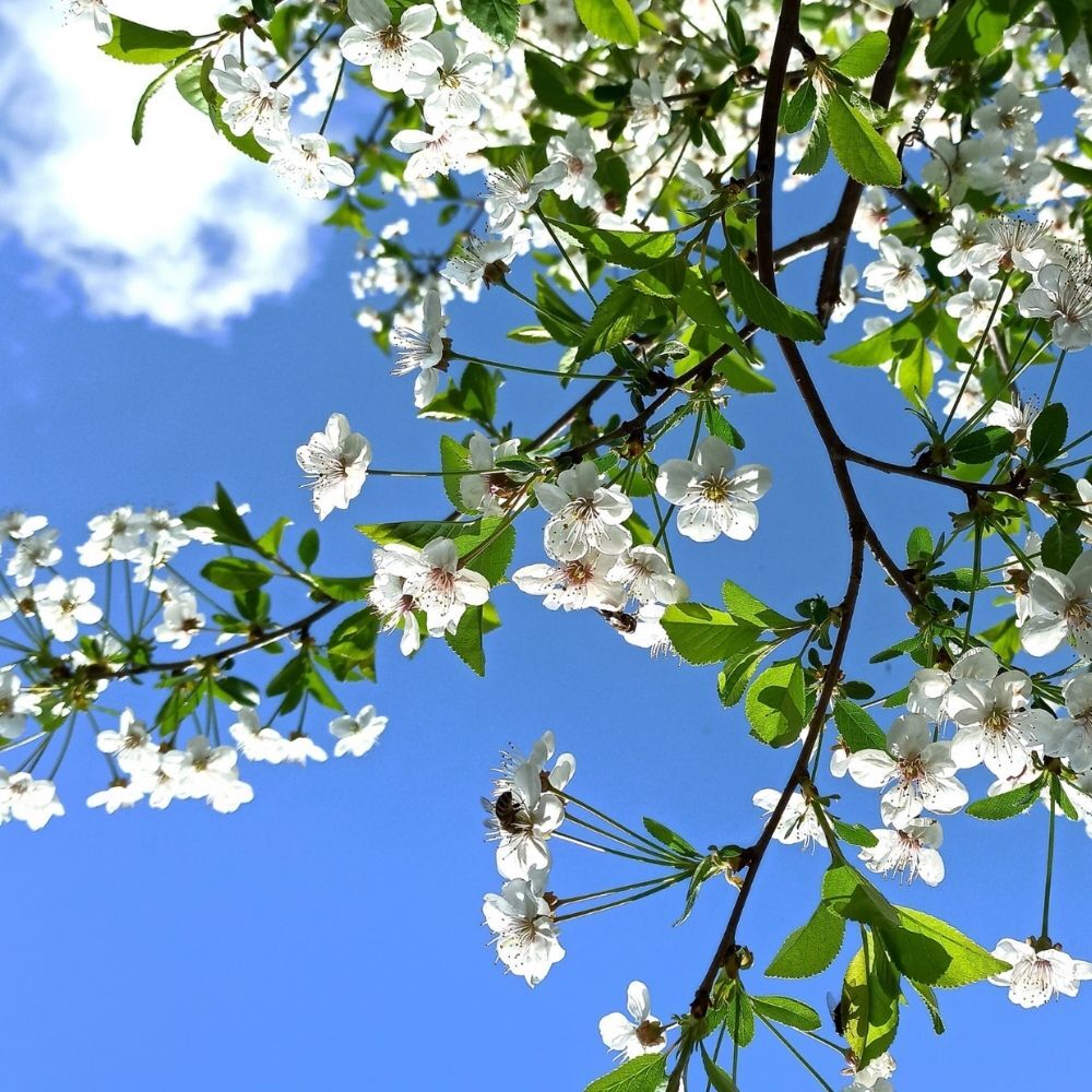 valmistujaiset catering